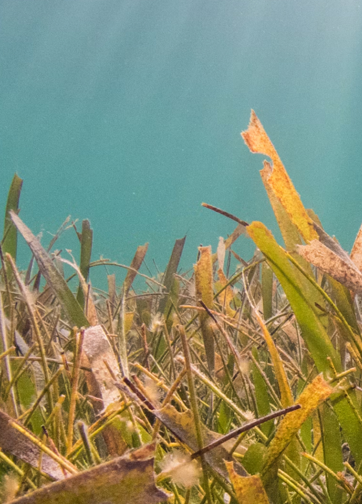 Close-up of sea grass blades along the shore reaching upward with a teal sky in the background, showing green and yellow fronds, some with white fuzzy seed heads.