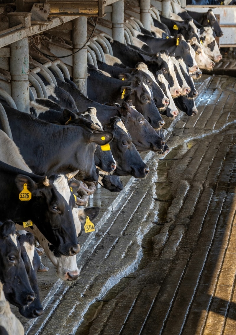 Cattle in a dairy barn line up along a feeding trough, black and white cows wearing yellow ear tags, heads extended over a wet concrete feeding area.