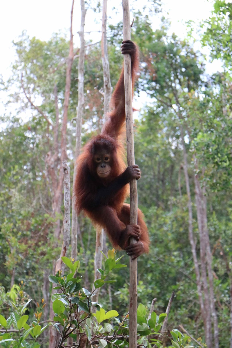 Young orangutan clinging to a vertical branch in a forest, facing the camera with one arm high above and the other gripping the trunk, surrounded by green foliage.