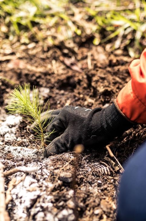 A gloved hand places or steadies a small pine seedling in dark soil, with roots visible and surrounding ground showing patches of snow and early spring greenery.