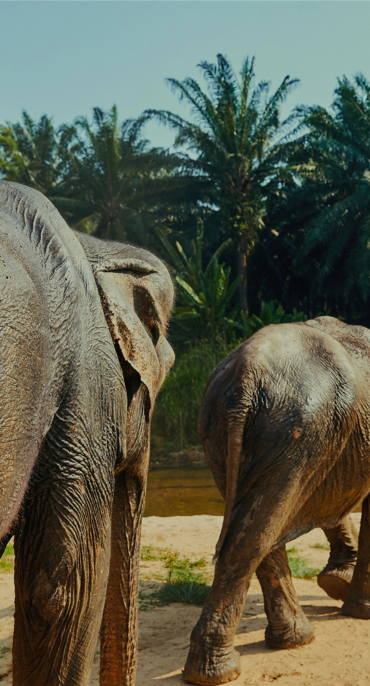 two elephants standing on a sandy path near a river, with lush palm trees in the background and a clear sky.