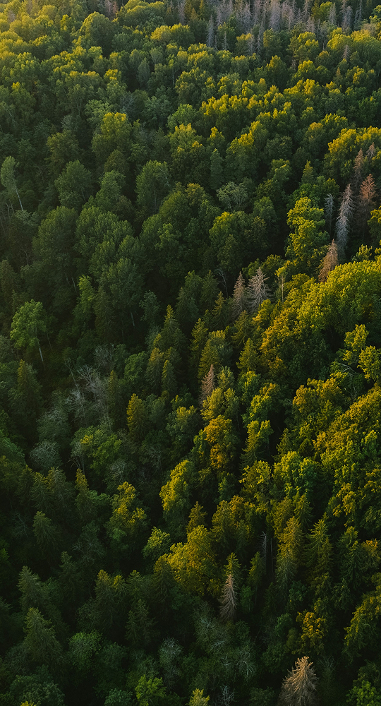 Dense evergreen forest with a mix of sunlit yellow-green canopies and darker shadows, a few light-brown dead trees scattered among lush treetops.