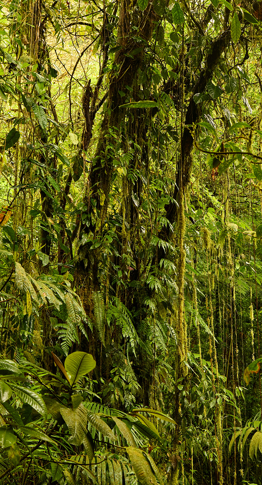 Dense rainforest scene with vines climbing tree trunks, hanging moss, and lush broad-leaved plants and ferns creating a green jungle interior.