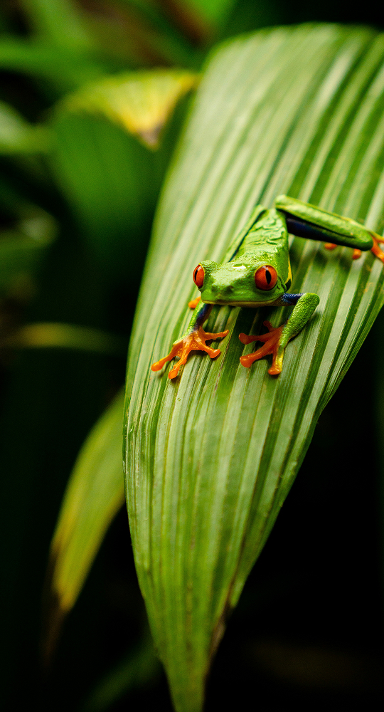Small green tree frog with bright red eyes clings to a striped green leaf, orange toes splayed, in a lush tropical setting.
