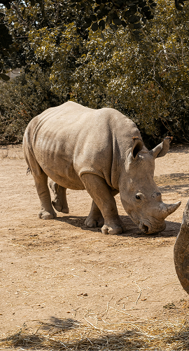 a large rhinoceros grazing on dry ground near a shrub with dark green leaves, its horn prominent, thick gray skin with folds, and small ears pointed forward