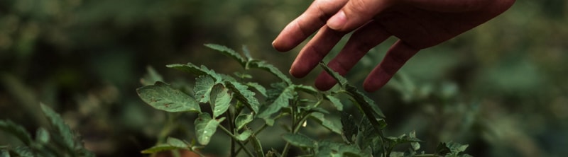 hand reaching toward small green leaves of a shrub, close-up gardening scene with soft, blurred background forest tones