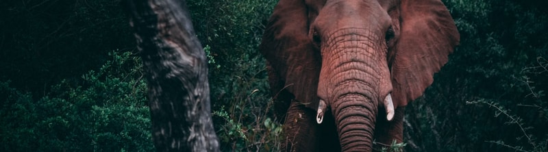 A close-up of a large reddish elephant facing forward in a dense green forest, with prominent trunk wrinkles and visible tusks flanked by foliage.