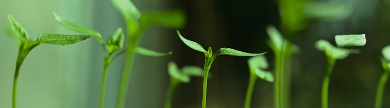 Close-up of young green plant sprouts with slender stems and tiny leaves reaching upward against a soft, blurred green background.