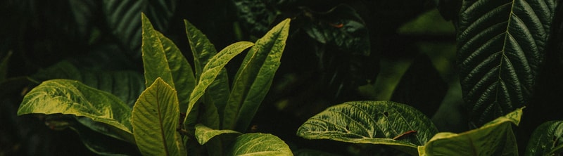 Lush green tropical leaves with prominent veins, varying from bright yellow-green to dark green, overlapping in a shaded, dense foliage scene.