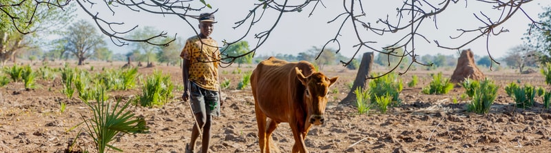 A person wearing a patterned shirt and hat walks beside a brown cow in a dry, sparsely vegetated landscape with scattered green plants and leafless branches overhead.