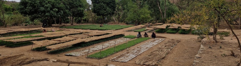 Fields of seedlings and young plants laid out in long rectangular plots, with straw mats over some beds and several people tending the nursery under a sparse tree canopy.