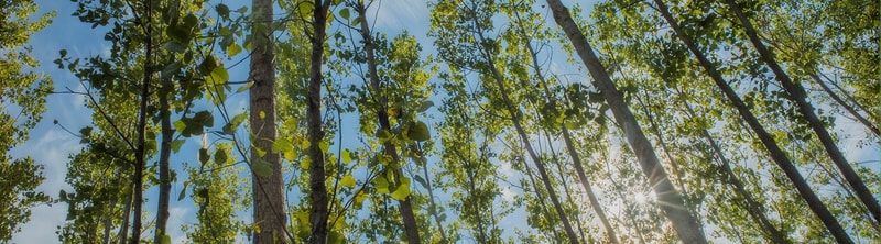 Sunlit treetops with green leaves reaching toward a bright blue sky, sunlight filtering through branches creating a dappled, airy forest canopy.