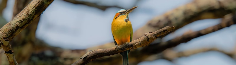 A colorful small bird with a bright orange chest and yellow-green body perches on a textured tree branch, blueish head accents and long tail feathers.