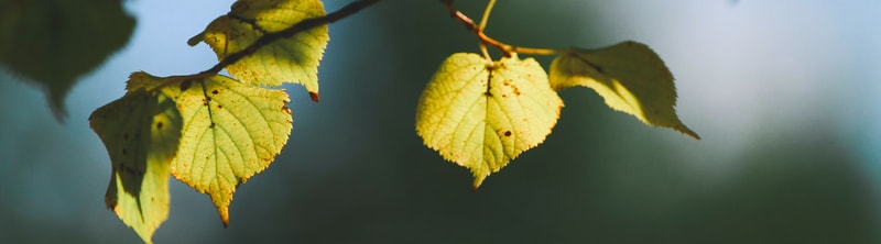 Leaves on a branch turning yellow with brown edges, backlit by soft sunlight, against a blurred cool-toned background.