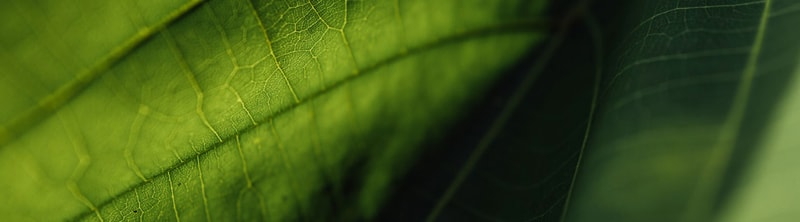 Close-up of a vibrant green leaf showing detailed vein network and textures, with soft shading from light and darker green edges.