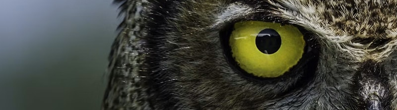 Close-up of a bird of prey's eye: bright yellow iris with round black pupil, surrounding dark, textured feathers and sharp, focused gaze.
