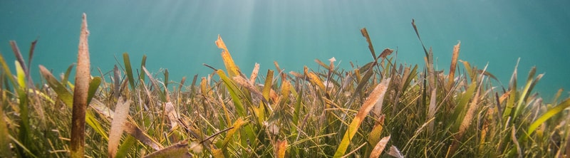 A dense patch of tall grass blades close up, green and brown stalks rising against a clear turquoise sky with sunlight streaming from above.