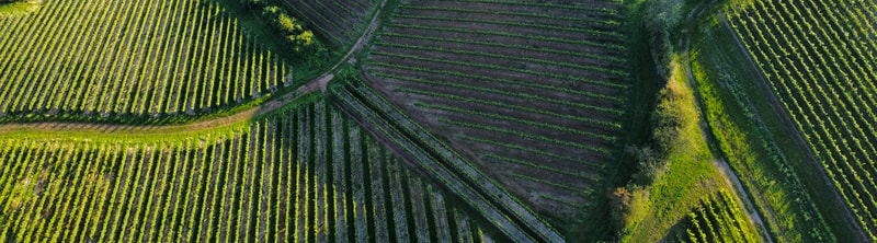 Aerial view of terraced green vineyards in a hilly landscape with winding paths and trees, showing parallel rows of vines across the slopes.