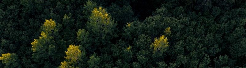 Aerial view of a dense forest with several tall trees highlighted in yellow-green among darker green canopies.