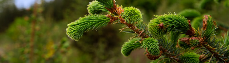 Close-up of vibrant green pine needles forming fluffy, elongated clusters along a branch with brown, dried scales, set against a blurred natural background.