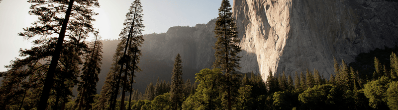 Rugged granite cliff rises behind a dense forest of tall pine trees, with sunlit green foliage and deep shadows creating a dramatic mountainous landscape.