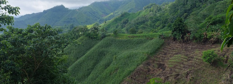Lush green hillside terraced fields zigzag across the valley with dense trees and distant misty mountains under a cloudy sky.