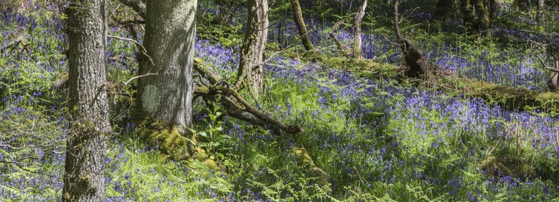 Vibrant woodland scene with bluebell carpet across forest floor, mossy roots and tree trunks, sunlight filtering through green foliage and delicate purple flowers.