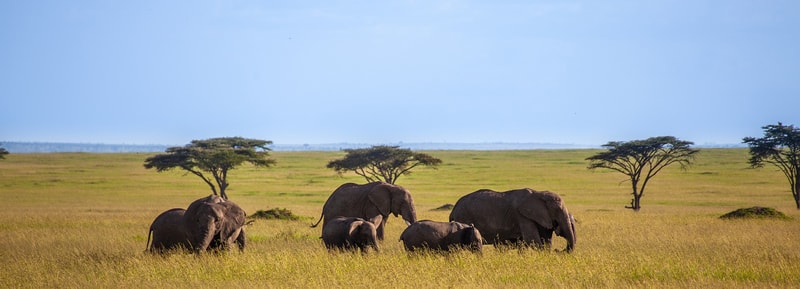 African savanna with a small herd of elephants grazing in tall golden grass, sparse flat trees, and a clear blue sky on the horizon.