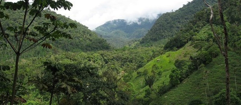 Lush green valley with dense forested hills, a grassy slope on the right, distant mountains shrouded by low clouds, and scattered trees in the foreground.