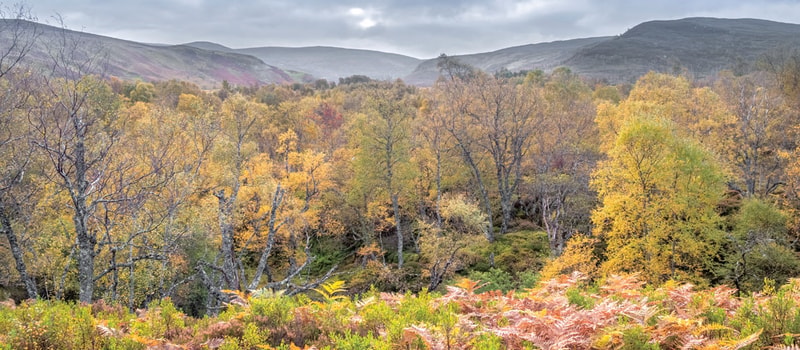 Vibrant autumn woodland with colorful trees in shades of orange, yellow, and green, rolling hills in the background under a cloudy sky.