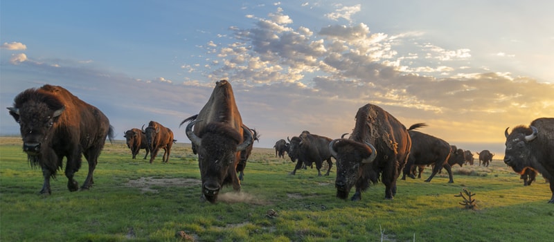 A herd of bison grazing on a flat grassy plain at sunset, with dusty ground, scattered clouds, and warm light illuminating their dark, shaggy bodies.