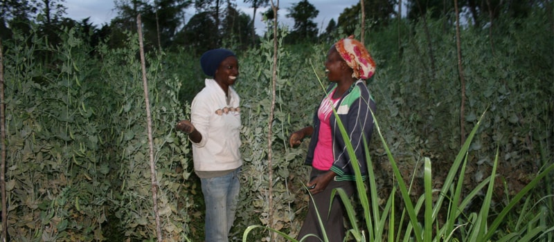 Two people stand in a tall green field, smiling and talking among leafy plants supported by wooden stakes, with tall grasses in the foreground.