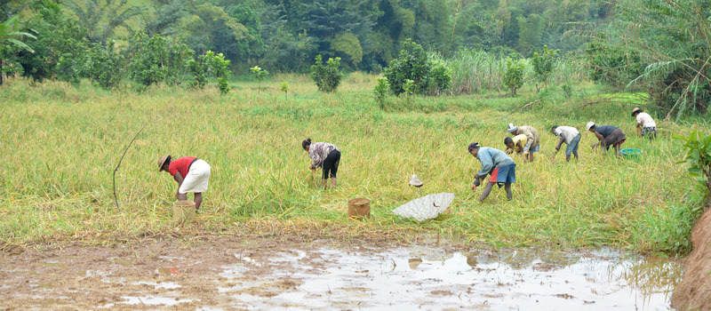 Farm workers in a rice field bend to harvest, wearing hats and casual clothes, with muddy water at the foreground and green trees in the background.