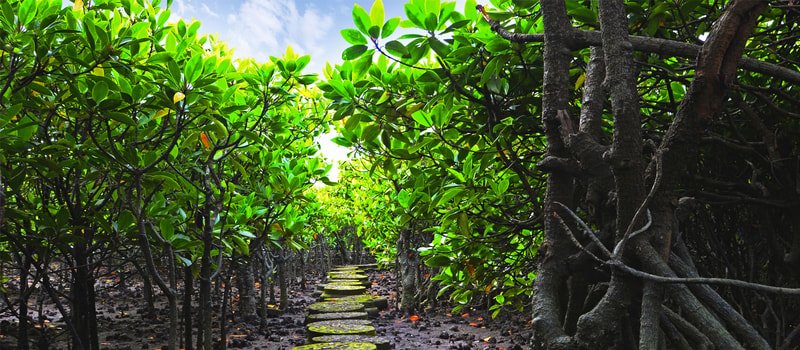 A dense mangrove forest with a mossy stone path winding between vibrant green leaves and gnarled, intertwining roots under a bright blue sky.
