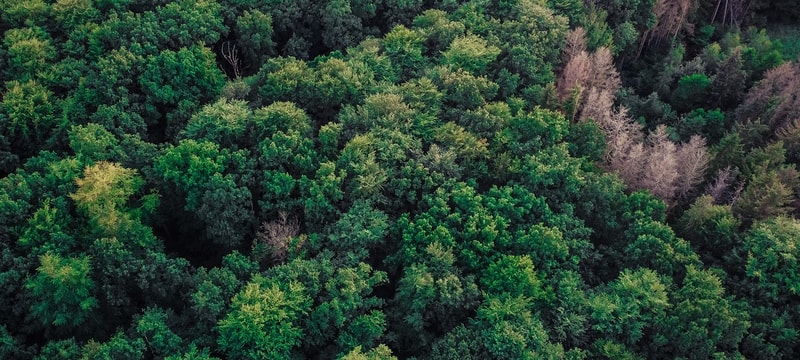 A dense canopy of green trees seen from above, with varying shades of foliage and a few lighter, leafless branches scattered throughout.
