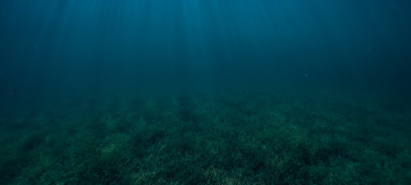 Underwater view of a seafloor covered in grass-like aquatic vegetation with light rays filtering from above and deep blue water fading into distance.