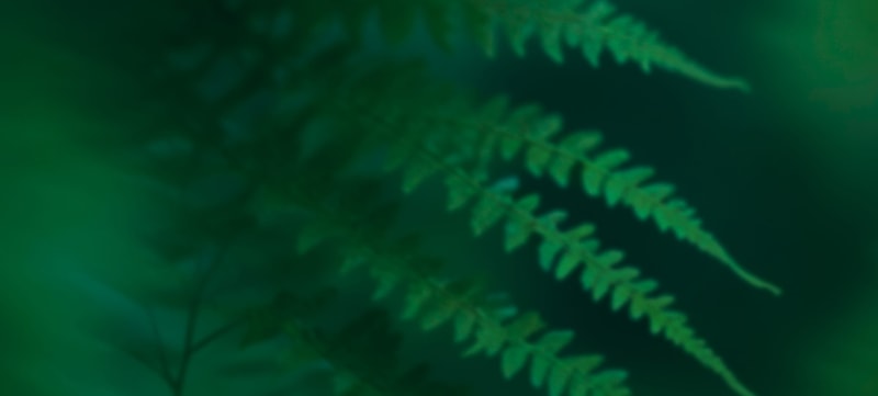 fern leaves with delicate fronds in a soft green, out-of-focus natural background, creating a calm, leafy forest vibe with a shallow depth of field.