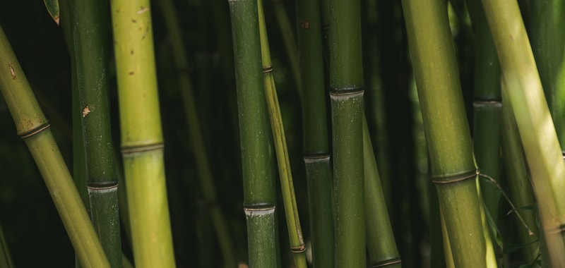 Dense cluster of green bamboo stalks with varying shades, vertical segmented joints, and subtle light and shadow creating a natural, lush pattern.