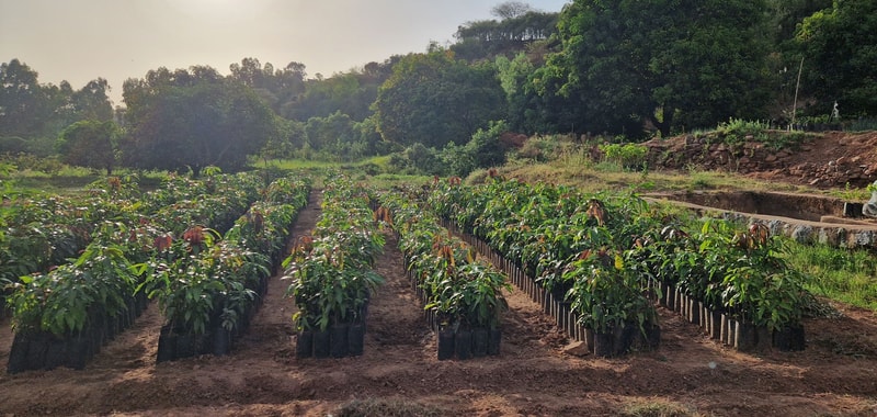 Rows of young, leafy shrubs in black bags line mulched soil in a sunlit field, with a green hillside and trees in the background.