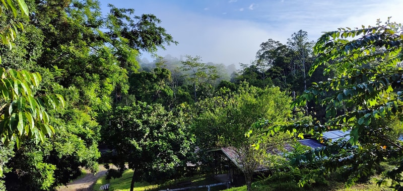 Lush green trees and foliage fill a sunny forested landscape, with a dirt path and a small metal-roofed shelter visible in the lower right, distant misty hills in background.