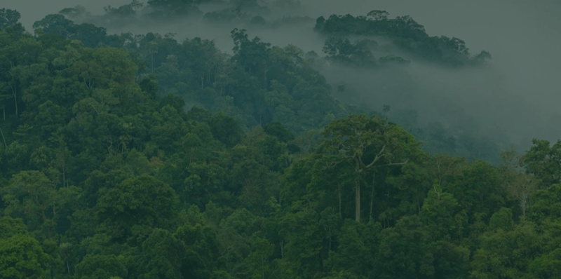Dense green tropical forest with tall trees, layered canopy, and a light mist or fog drifting above the treetops across rolling hills.