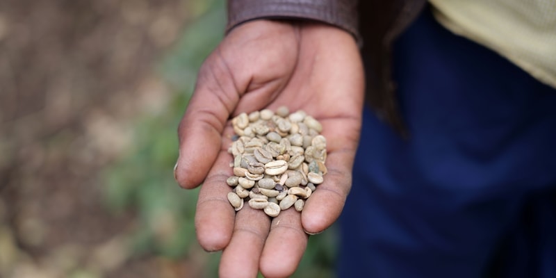 Hand holding a handful of small, light-colored seeds or beans, palm up, outdoors; blurred natural background.