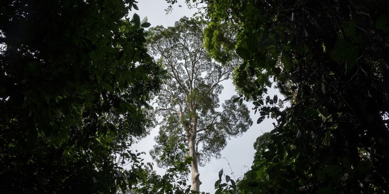 Tall tree trunk rising through dense jungle canopy, with high branches and sparse sky visible, framed by dark green leaves and vines surrounding the scene.