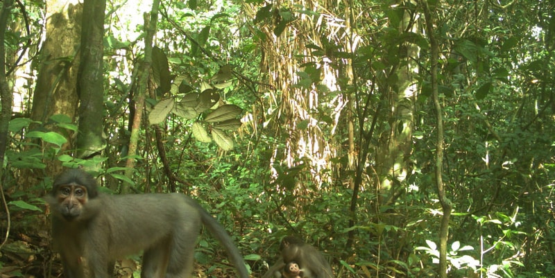 Three monkeys in a dense green jungle: a light-colored adult standing on the left, a baby clinging to the ground in the center, and a smaller young nearby, surrounded by foliage and tall trees.