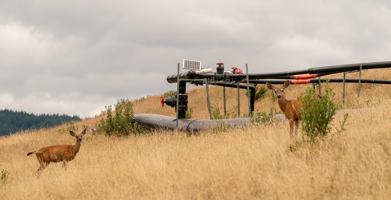 Two deer stand in a grassy field near a large industrial pipeline setup with valves and pipes, under a cloudy sky.