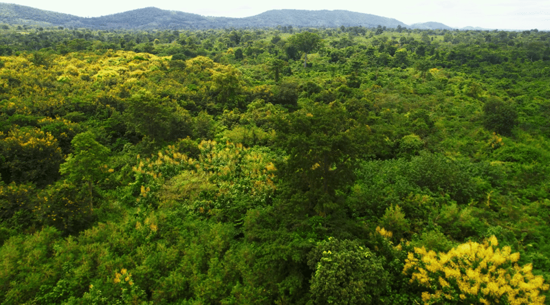 lush green forest canopy with scattered yellow-flowering trees, rolling hills in the distance under a light sky, dense foliage fills the scene.