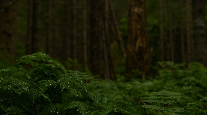 Lush green ferns in a moist forest foreground with droplets on leaves; dark tree trunks and dense foliage recede into the shadowy background.