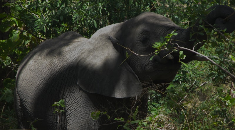 Two gray elephants amid dense green jungle, one with large ear extended, trunk reaching toward leaves, sunlight filtering through foliage and branches.