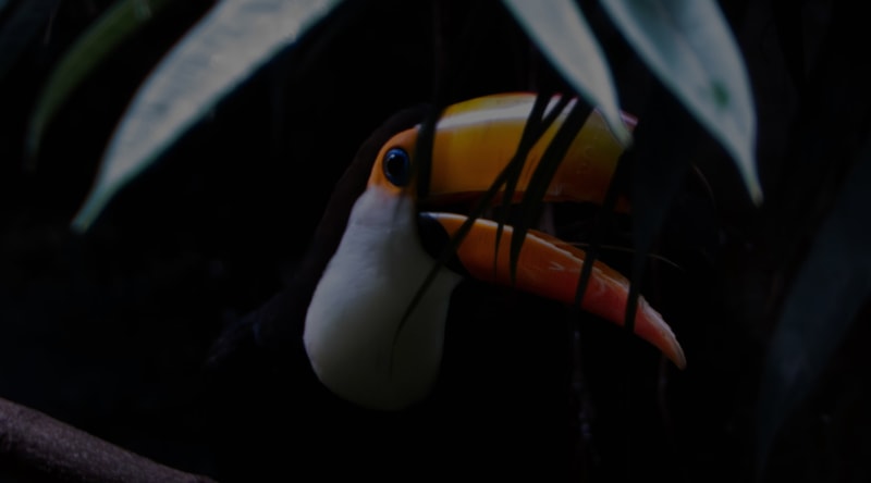 Colorful toucan with large orange beak peeks through dark foliage, vibrant yellow-orange beak contrasting with white throat and deep blue eye in a shadowy scene