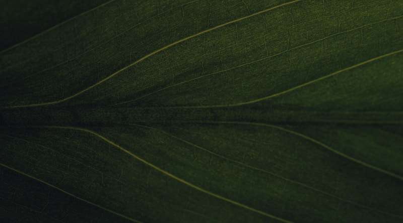 Close-up of a dark green leaf showing prominent veins and subtle texture with curved lighter veins sweeping across the surface.